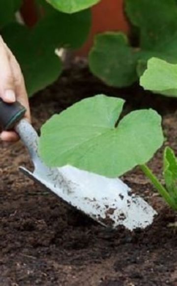 Cómo cultivar y cuidar la calabaza en campo abierto.