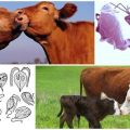 Causes and symptoms of trichomoniasis in cattle, treatment and is it dangerous for humans