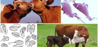 Causes and symptoms of trichomoniasis in cattle, treatment and whether it is dangerous for humans