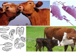 Causes and symptoms of trichomoniasis in cattle, treatment and is it dangerous for humans