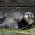 Comment attraper un furet dans un poulailler et les meilleures méthodes pour gérer l'animal