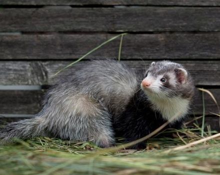 Cómo atrapar un hurón en un gallinero y los mejores métodos para tratar con el animal