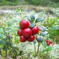 Plantación y cuidado de arándanos rojos de jardín, reproducción y cultivo en el país.