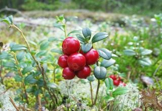 Plantación y cuidado de arándanos rojos de jardín, reproducción y cultivo en el país.