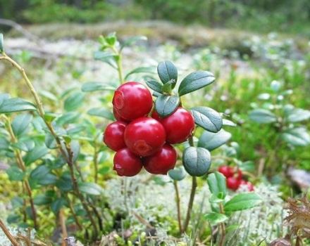 Planting and caring for garden lingonberries, reproduction and cultivation in the country