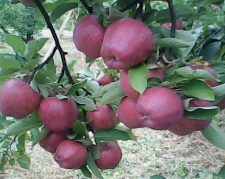 Características y descripción de la variedad de manzana Richard, resistencia a las heladas y aplicación