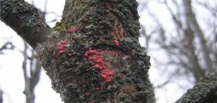 Symptomen en tekenen van cytosporose op een appelboom, behandelings- en preventiemethoden