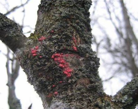 Simptomi i znakovi citoporoze na stablu jabuke, metode liječenja i prevencija