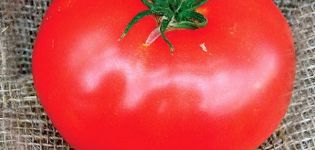 Description of the tomato variety Ace, cultivation and care