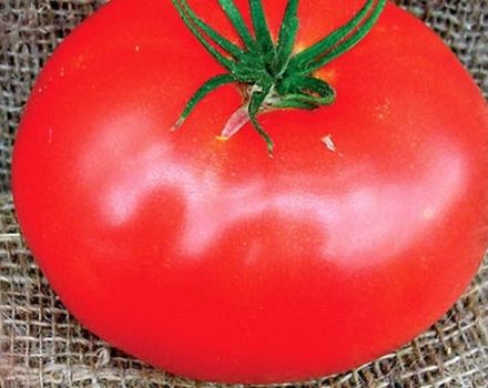 Description of the tomato variety Ace, cultivation and care