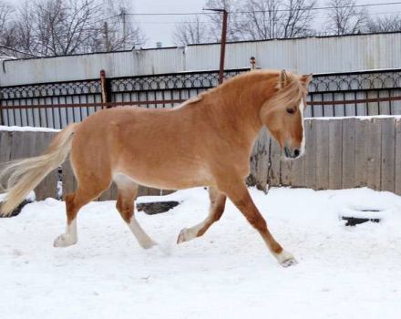 Description des chevaux de la race harnais biélorusse et les spécificités de leur entretien