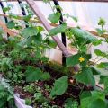 ¿Cómo se pueden proteger los pepinos del frío en campo abierto, cómo alimentarlos y ayudarlos?