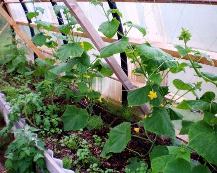 ¿Cómo se pueden proteger los pepinos del frío en campo abierto, cómo alimentarlos y ayudarlos?