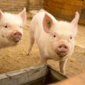 Why piglets do not gain weight and grow poorly, the reasons and what to do