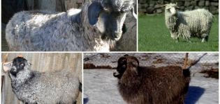 Description and characteristics of the Don breed goats, keeping rules