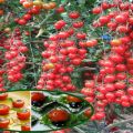 Penerangan mengenai varieti tomato Magic Cascade dan ciri-cirinya