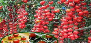 Description of the tomato variety Magic Cascade and its characteristics