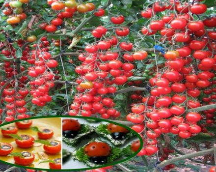 Description of the tomato variety Magic Cascade and its characteristics