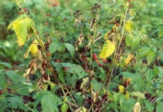 Pourquoi les framboises peuvent sécher avec des baies et que faire, comment se battre et comment traiter