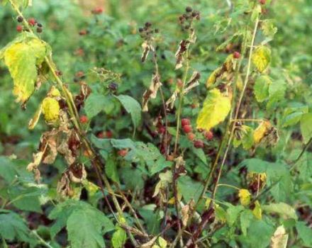 Why raspberries can dry with berries and what to do, how to fight and how to process