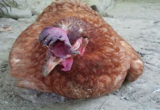 Cómo tratar la hidropesía en pollos, causas y síntomas de la enfermedad de las aves de corral