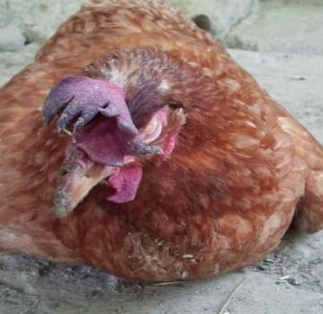 Comment traiter l'hydropisie chez les poulets, les causes et les symptômes de la maladie de la volaille