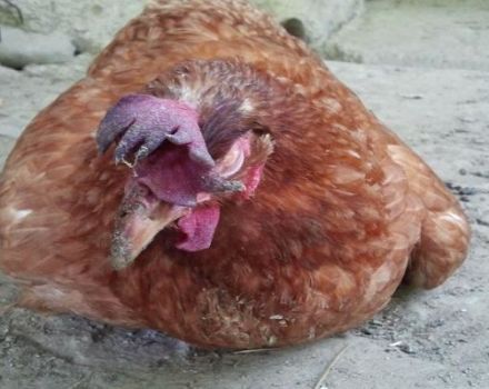 Comment traiter l'hydropisie chez les poulets, les causes et les symptômes de la maladie de la volaille