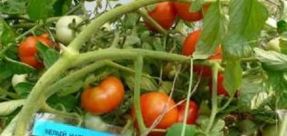 Caractéristiques et description de la variété de tomate Garniture blanche, rendement et culture