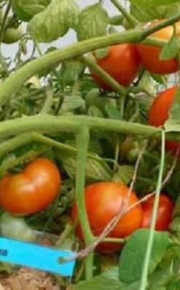 Caractéristiques et description de la variété de tomate Garniture blanche, rendement et culture