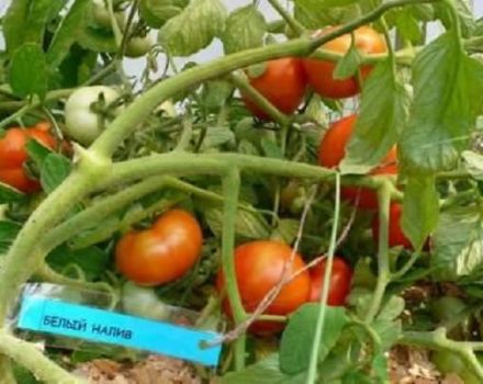 Características e descrição da variedade de tomate Recheio branco, rendimento e cultivo