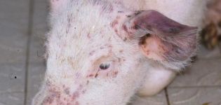 Signes, symptômes et traitement de la pasteurellose porcine, prévention