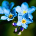 Description et culture des variétés alpines forget-me-not, plantation et entretien