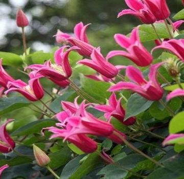 Description and subtleties of growing clematis varieties Princess Diana