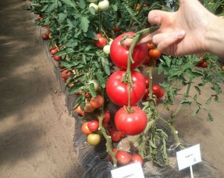 Descripción de la variedad de tomate Moulin Rouge, sus características y cultivo.