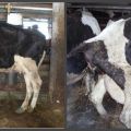 How many days does a cow normally have a bloody discharge after calving and anomalies