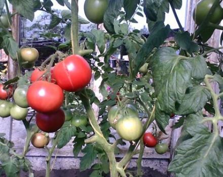 Características y descripción de la variedad de tomate Puzatiki.