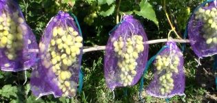 Cómo proteger y deshacerse de las avispas en las uvas durante su maduración, qué hacer para combatir.