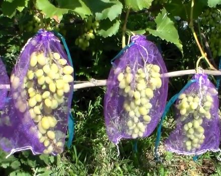 Comment protéger et se débarrasser des guêpes sur les raisins pendant sa maturation, que faire pour lutter