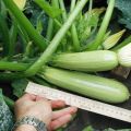 Description de la variété de courgettes Gribovsky, caractéristiques de culture et rendement