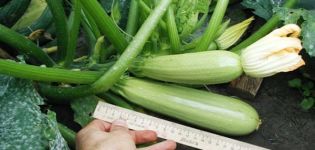 Description of the variety of zucchini Gribovsky, features of cultivation and yield