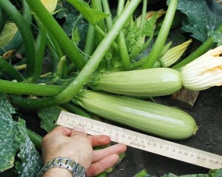 Description de la variété de courgettes Gribovsky, caractéristiques de culture et rendement