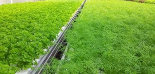 How to grow and care for parsley in a greenhouse, how much it grows and what is the yield