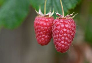 Descripción de la variedad de frambuesa Gigantic (Orgullo de Rusia), plantación y cuidado.