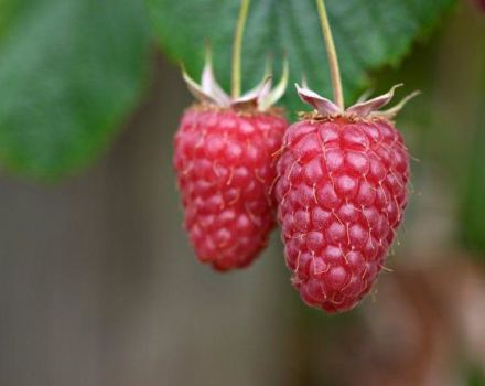 Descripción de la variedad de frambuesa Gigantic (Orgullo de Rusia), plantación y cuidado.