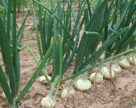 Description, cultivation, planting and care of onions Stuttgarter Riesen