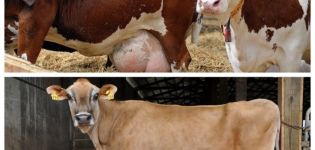 Causes de décharge chez une vache gestante, la norme et que faire lorsque du mucus apparaît