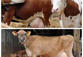 Causes de décharge chez une vache gestante, la norme et que faire lorsque du mucus apparaît