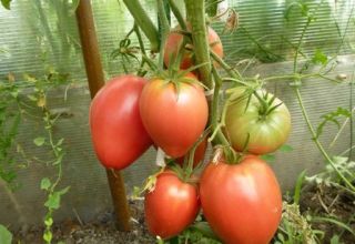 Características y descripción de la variedad de tomate Cardinal, su rendimiento y cultivo.