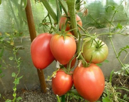 Characteristics and description of the Cardinal tomato variety, its yield and cultivation