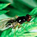 Effective folk remedies for carrot fly control